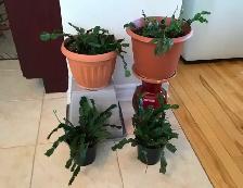 Plantes d’intérieur Vivaces