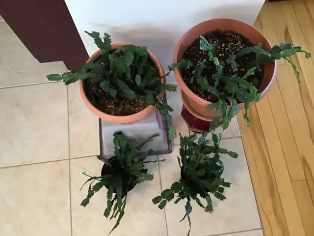 Plantes d’intérieur Vivaces - Photo 2
