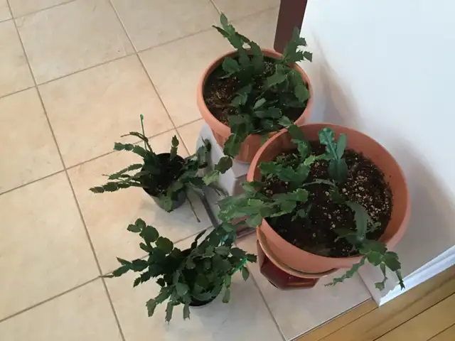Plantes d’intérieur Vivaces - Photo 3