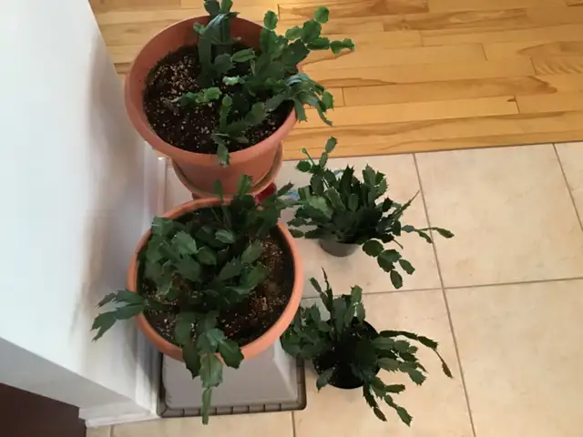 Plantes d’intérieur Vivaces - Photo 4