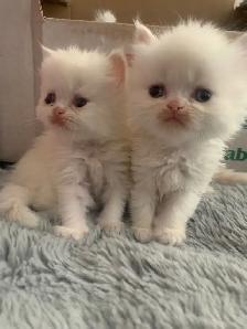 Persian kittens for Mother’s day
