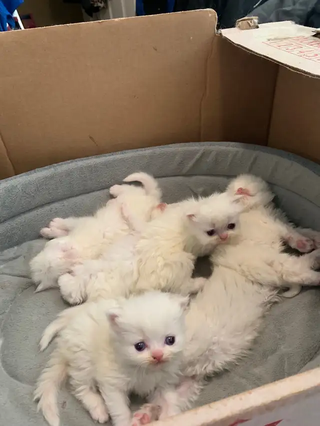 Persian kittens for Mother’s day - Photo 2