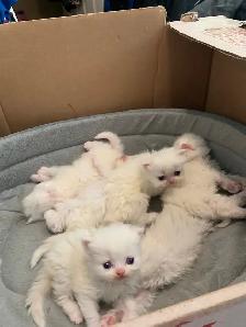 Persian kittens for Mother’s day - Photo 2