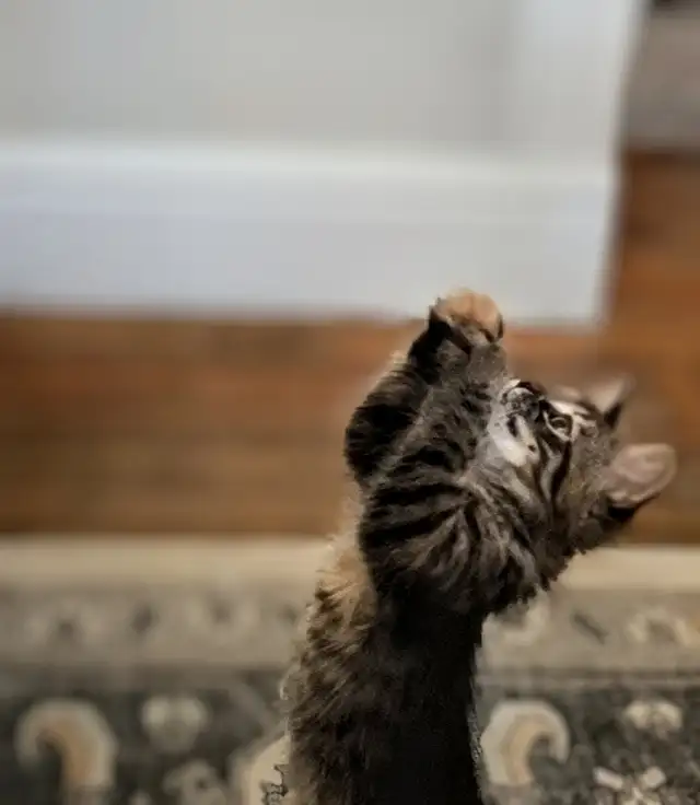 Long hair 9 week old kitten - Photo 2