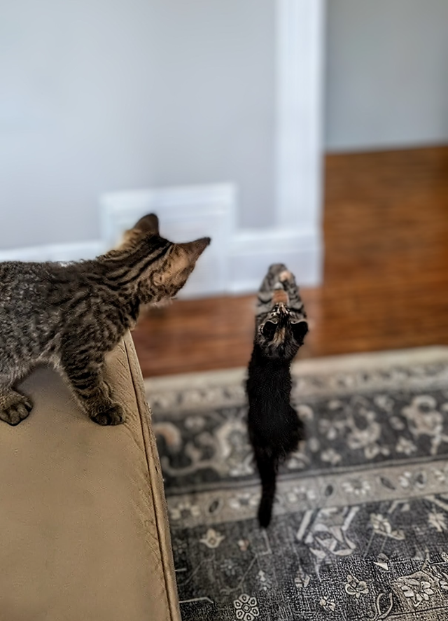 Long hair 9 week old kitten - Photo 3