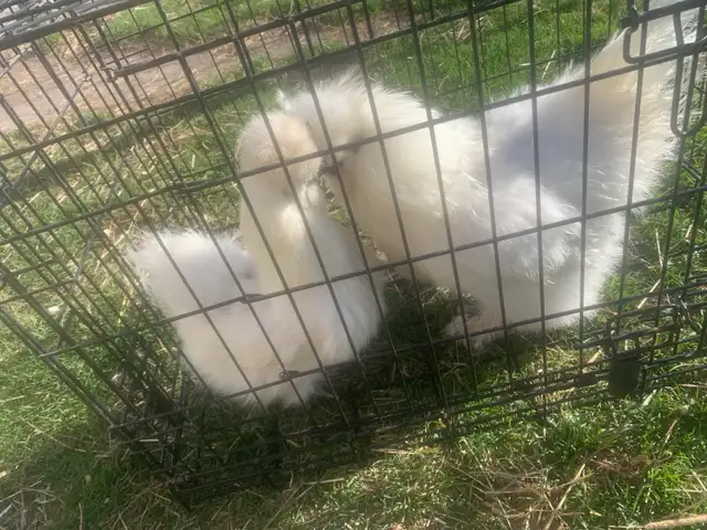 Pair of silkies