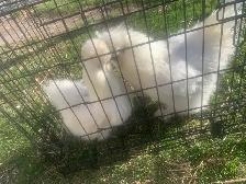 Pair of silkies