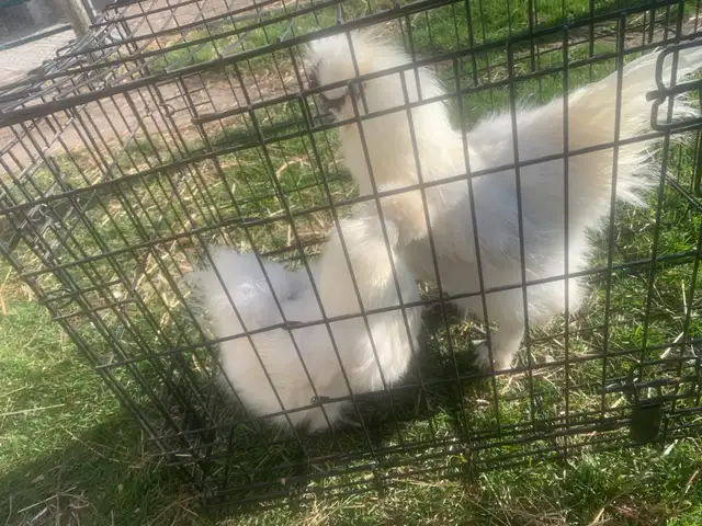 Pair of silkies - Photo 2
