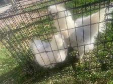 Pair of silkies - Photo 2