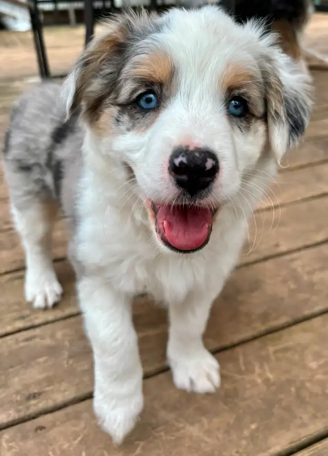 Australian Shepherd x Border Collie female pup for sale