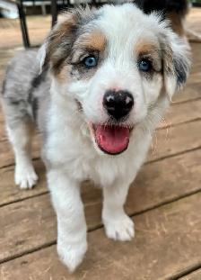 Australian Shepherd x Border Collie female pup for sale