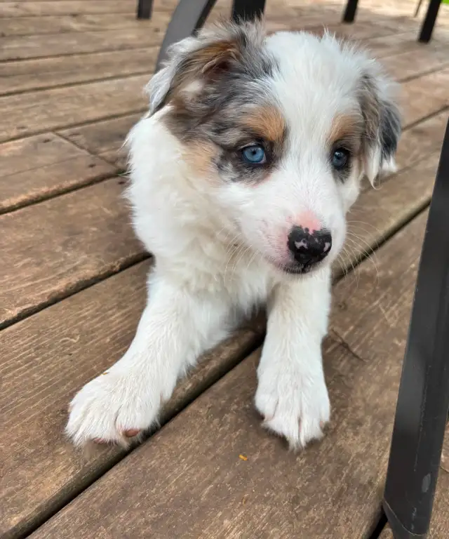 Australian Shepherd x Border Collie female pup for sale - Photo 2