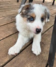 Australian Shepherd x Border Collie female pup for sale - Photo 2