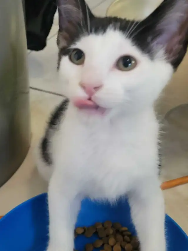 kittens ready for forever homes