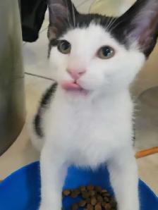 kittens ready for forever homes