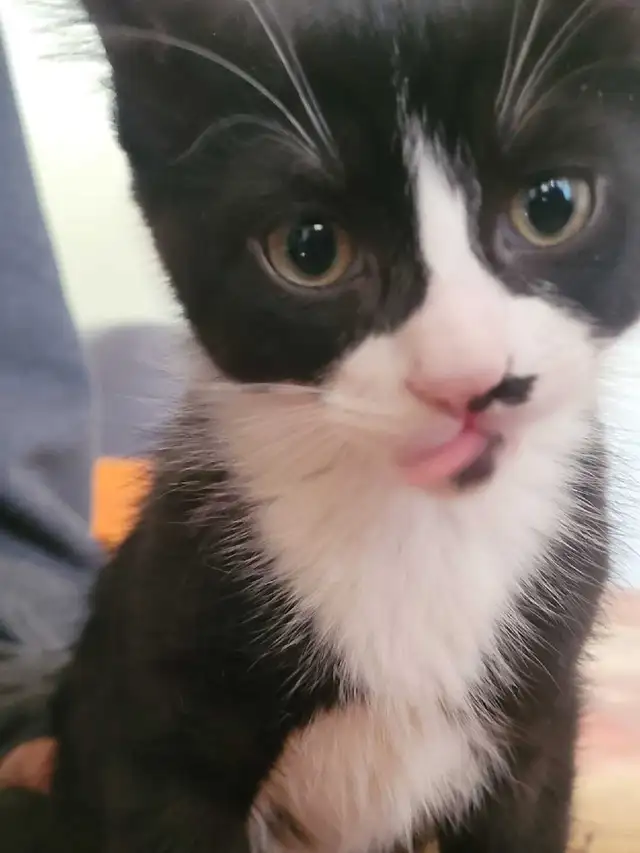 kittens ready for forever homes - Photo 2
