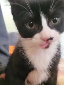 kittens ready for forever homes - Photo 2