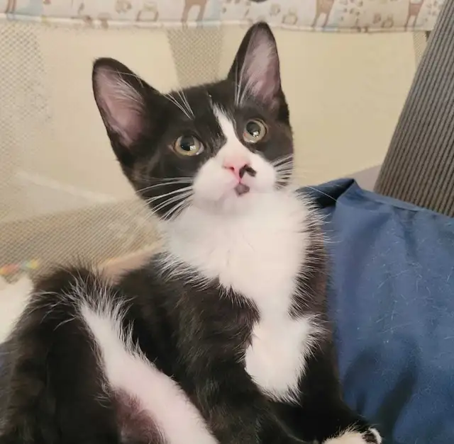 kittens ready for forever homes - Photo 3