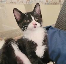 kittens ready for forever homes - Photo 3