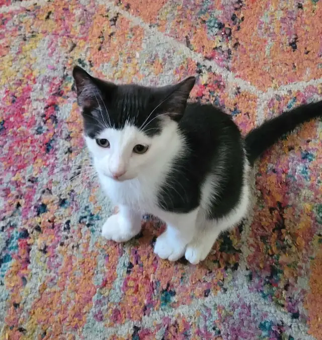 kittens ready for forever homes - Photo 4