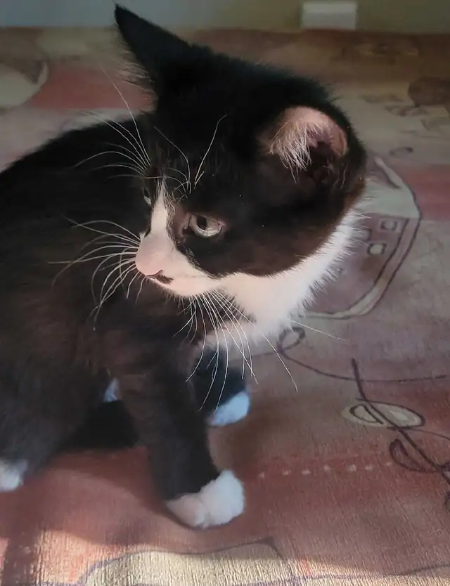 kittens ready for forever homes - Photo 5