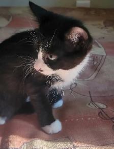 kittens ready for forever homes - Photo 5