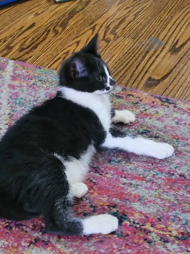 kittens ready for forever homes - Photo 6