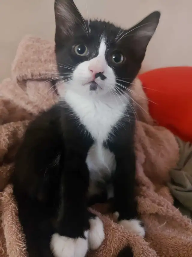 kittens ready for forever homes - Photo 7