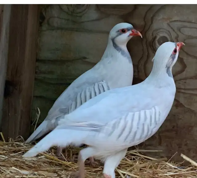 Pair Silver chucker Partridge