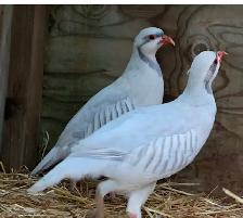 Pair Silver chucker Partridge