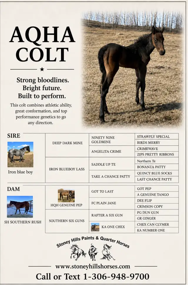 Aqha & apha foals