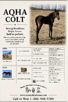Aqha & apha foals