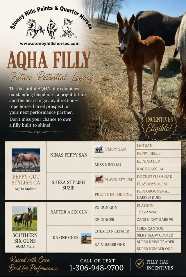 Aqha & apha foals - Photo 2