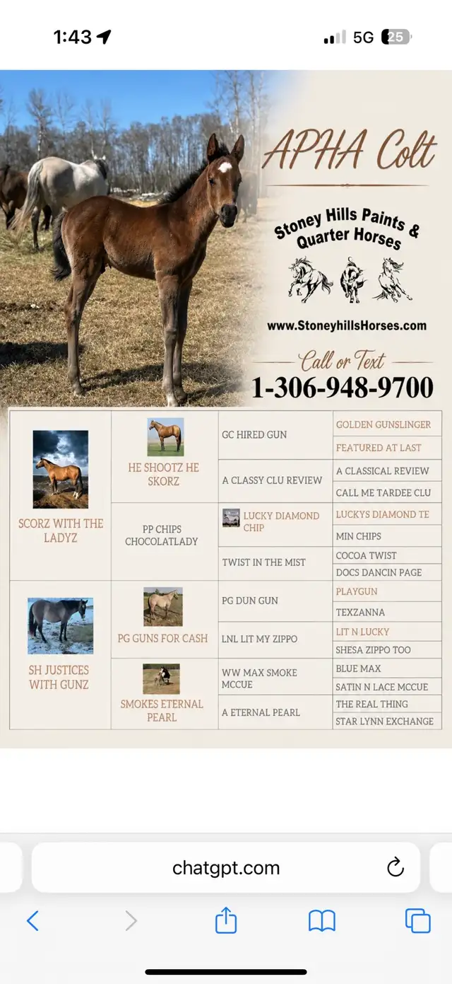 Aqha & apha foals - Photo 3