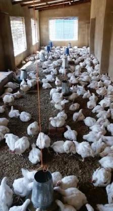 50 free chickens