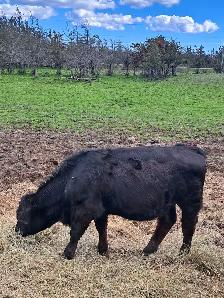 Simmental Heifer