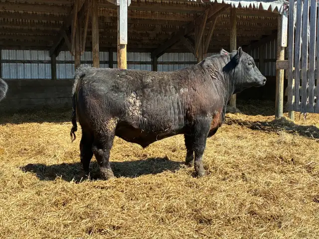 Yearling Angus Bull