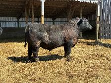 Yearling Angus Bull
