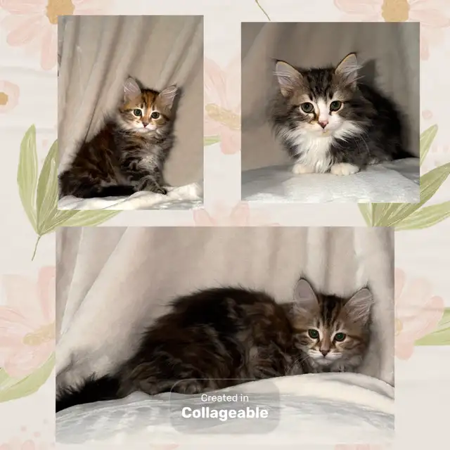 Gorgeous Purebred Siberian Kittens Available