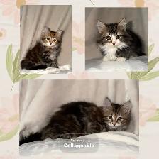 Gorgeous Purebred Siberian Kittens Available