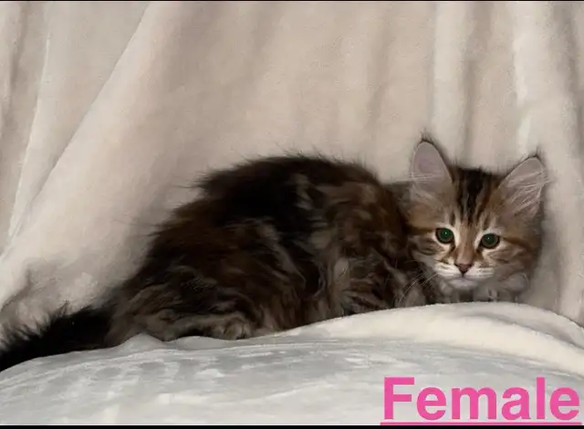 Gorgeous Purebred Siberian Kittens Available - Photo 2