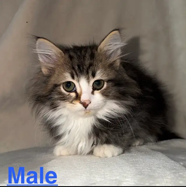 Gorgeous Purebred Siberian Kittens Available - Photo 3