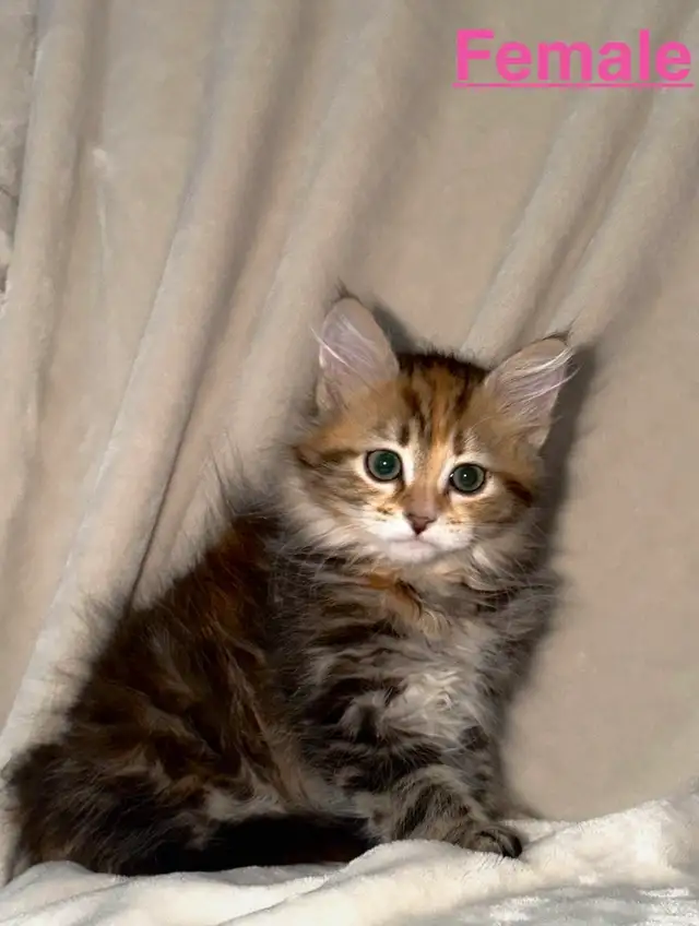 Gorgeous Purebred Siberian Kittens Available - Photo 4