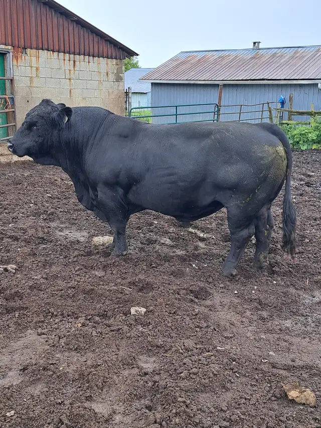 Simmental Heifer - Photo 2