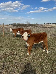 cow calf pair