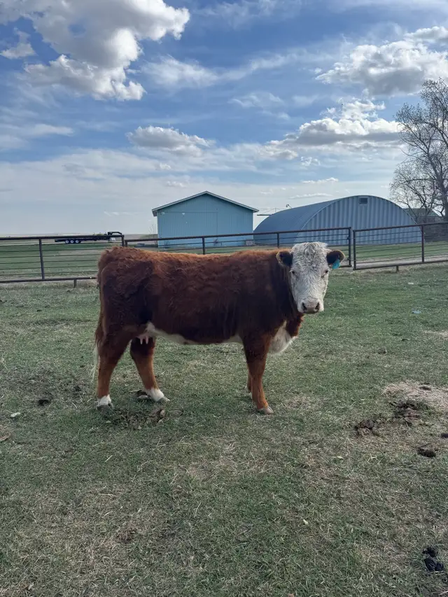 cow calf pair - Photo 2