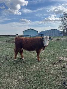 cow calf pair - Photo 2