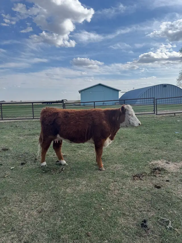 cow calf pair - Photo 3