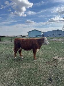 cow calf pair - Photo 3
