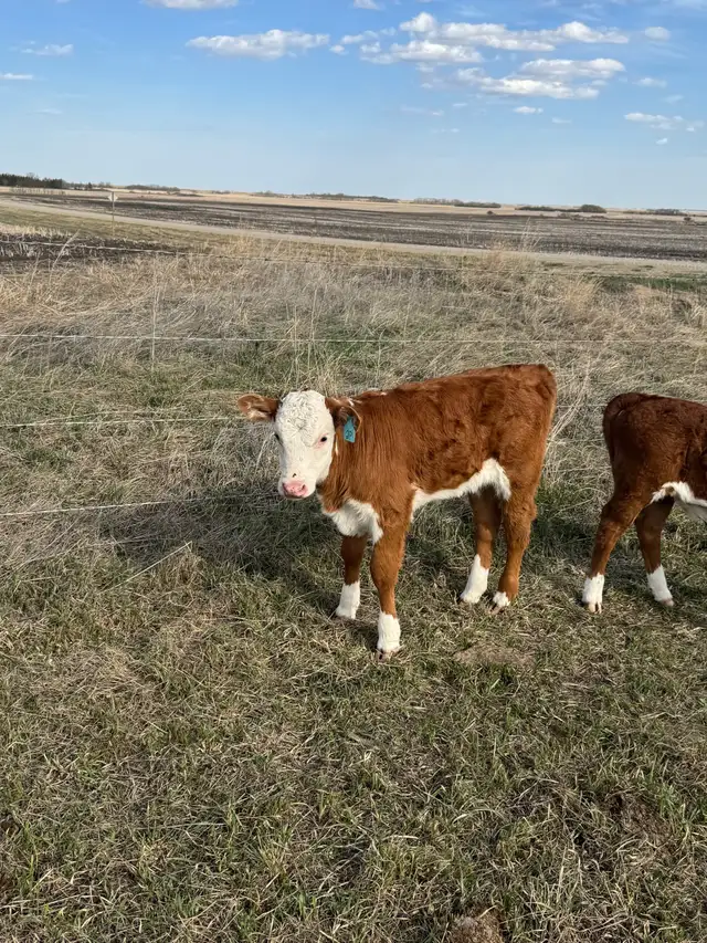 cow calf pair - Photo 4